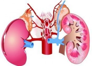 Renal Dysfunction