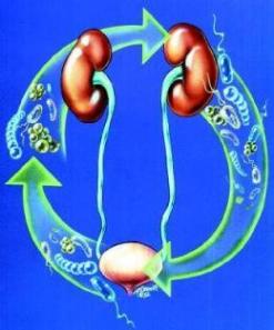 Renal Infection, Renal Infection Treatment, Renal Infection Cause, Chronic Renal Infection