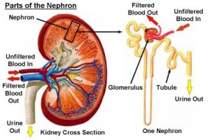 Renal Toxicity