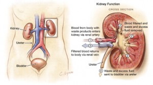 Renal Impairment | Renal Treatment Centers